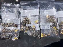 Kokkels voor onderzoek - Enzo Kingma