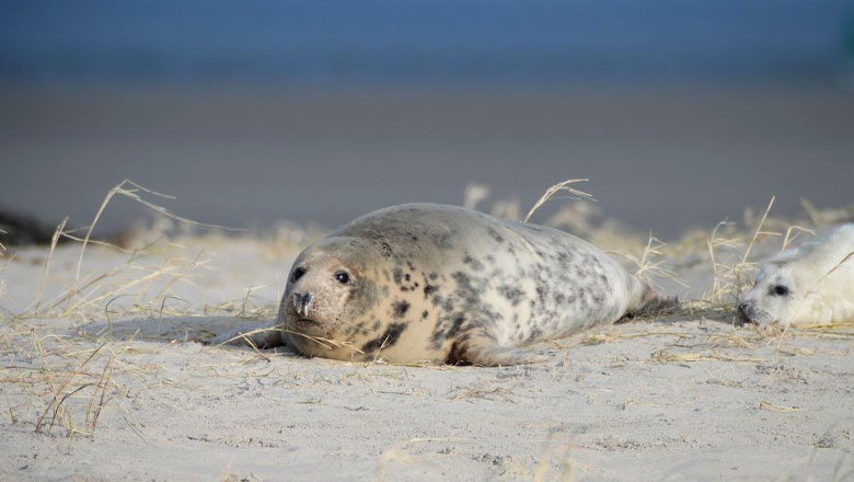 (c) Waddenzee.nl