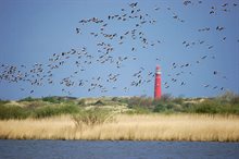 Ganzen op Schiermonnikoog (foto: H. den Ouden)