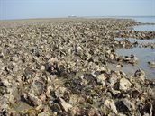 Japanse oester