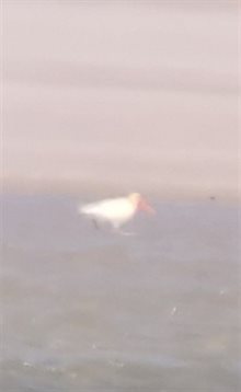 De albino scholekster