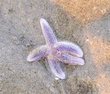 Het paarse zeesterretje