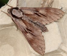 IMG_5694