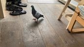 Gefladder op het dak