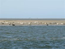 Zeehonden voor Rottumerplaat