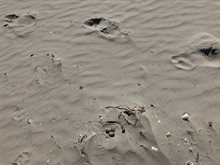 Nest op strand met voetafdruk