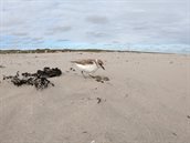 Strandplevier bij nest