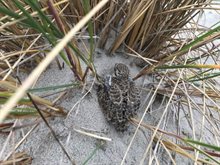 Strandplevier tussen helmgras