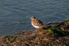 strandloper