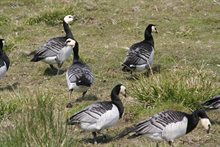 Brandganzen in de Dollard